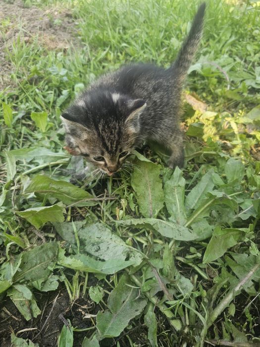 Котята от родителей крыселовов