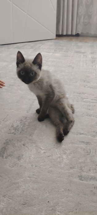 Отдадим в добрые руки.