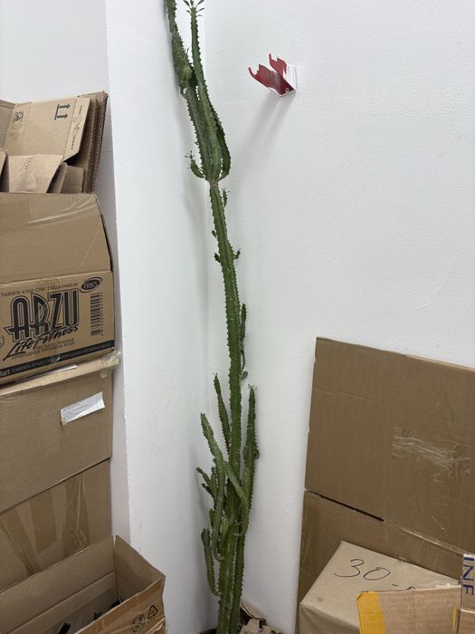 Молочай Euphorbia trigona срочно цветок для офиса и дома