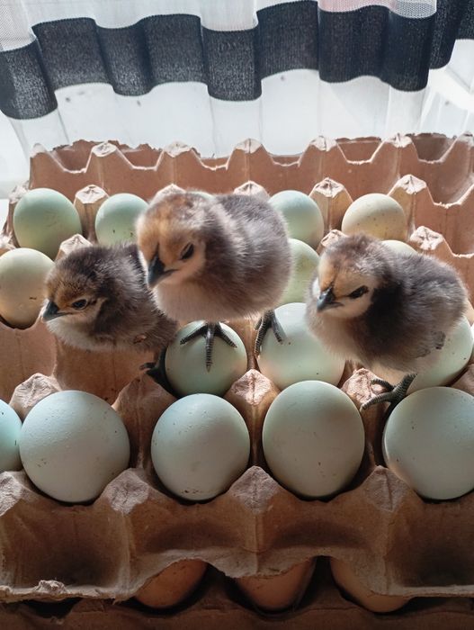 Выведу  под заказ  цыплят породы Адлер  серебристой  барковской  борви