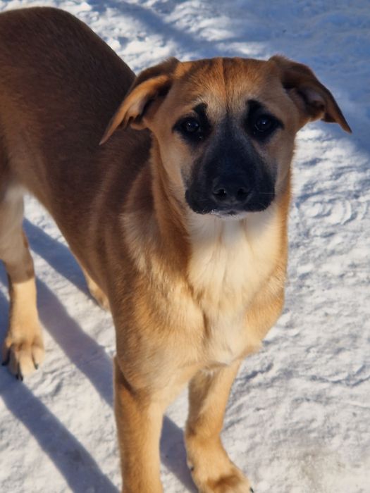 Щенки в поиске дома