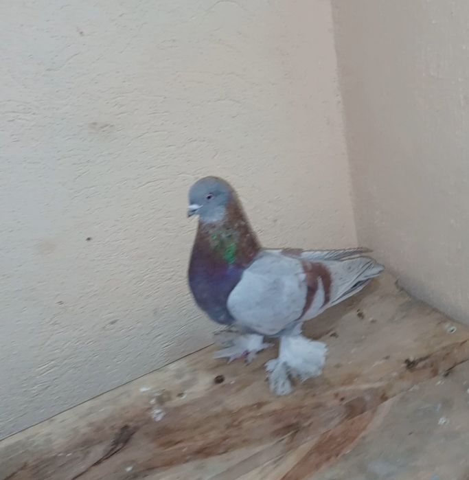 Голуби  кептер тасманы с игрой