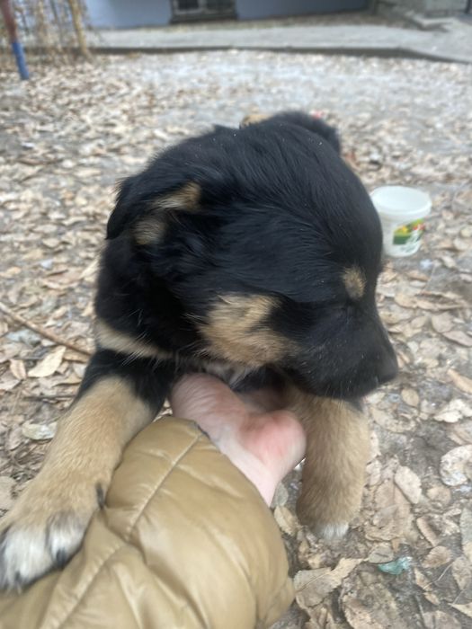 Щенок мальчик милаш