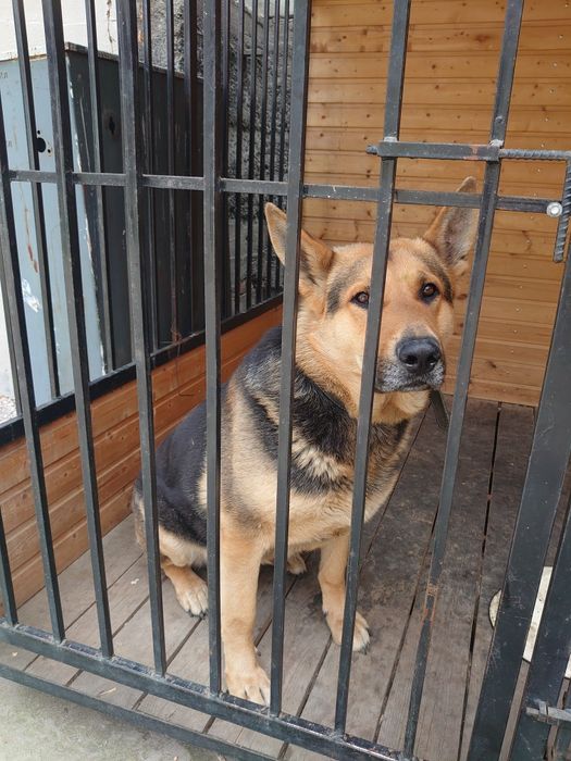 Кобель восточно-европейской овчарки