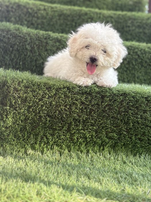 Maltipoo mini toy