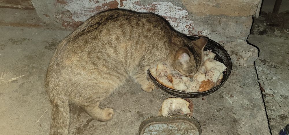 Отдам 5 месячную кошечку