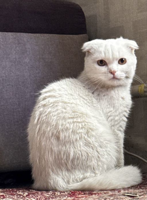 Продается котенок Скоттиш Фолд белого окраса