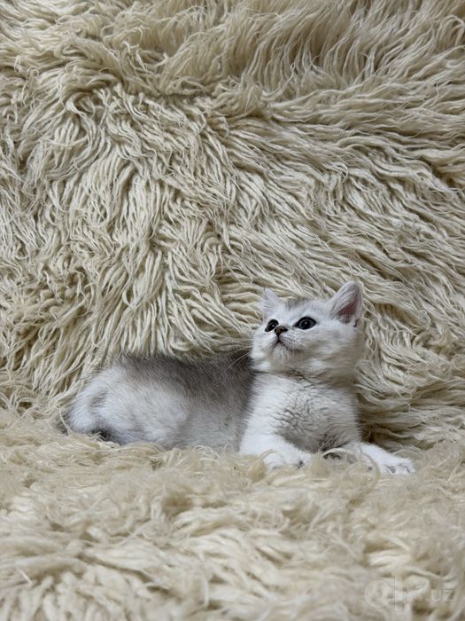 Продается Чистокровная Серебристая шиншила 2 месяцев