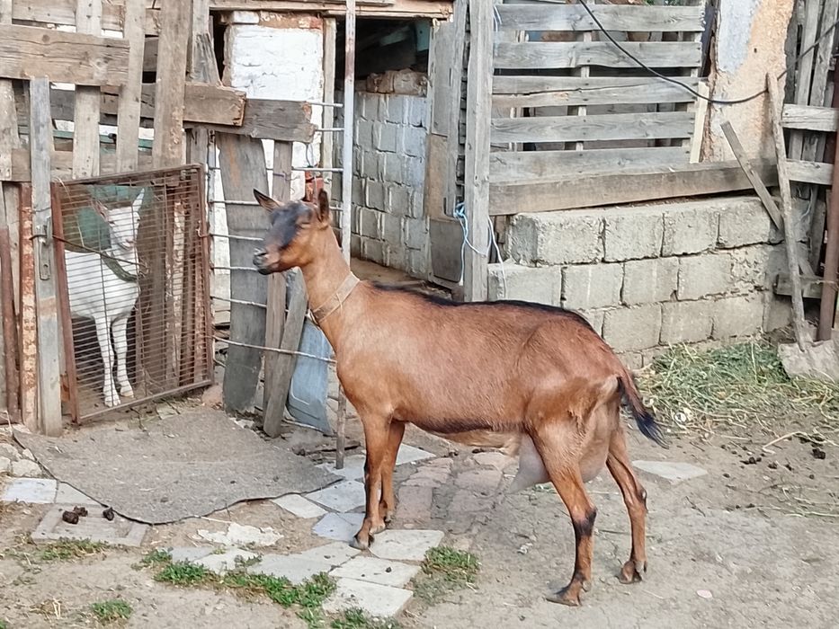 Vând capra buna de lapte alpino franceza
