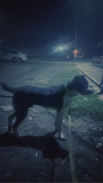 Алабай сатылады бойцовский