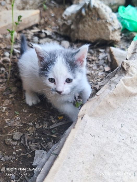 Отдам 4 котят в добрые руки