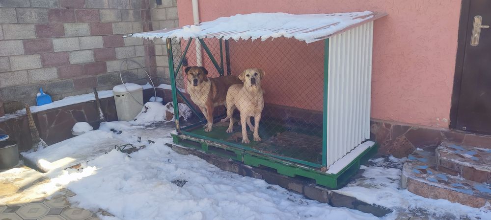 Вольер для собак