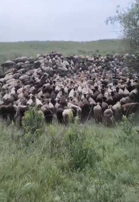 Қой сатыладыСектер 440 тұяқ қой