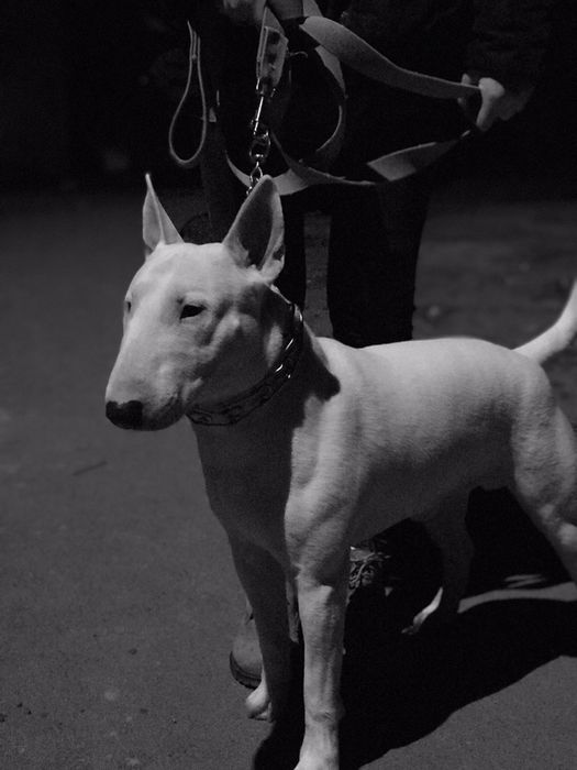 ВЯЗКА Стандартный Английский бультерьер