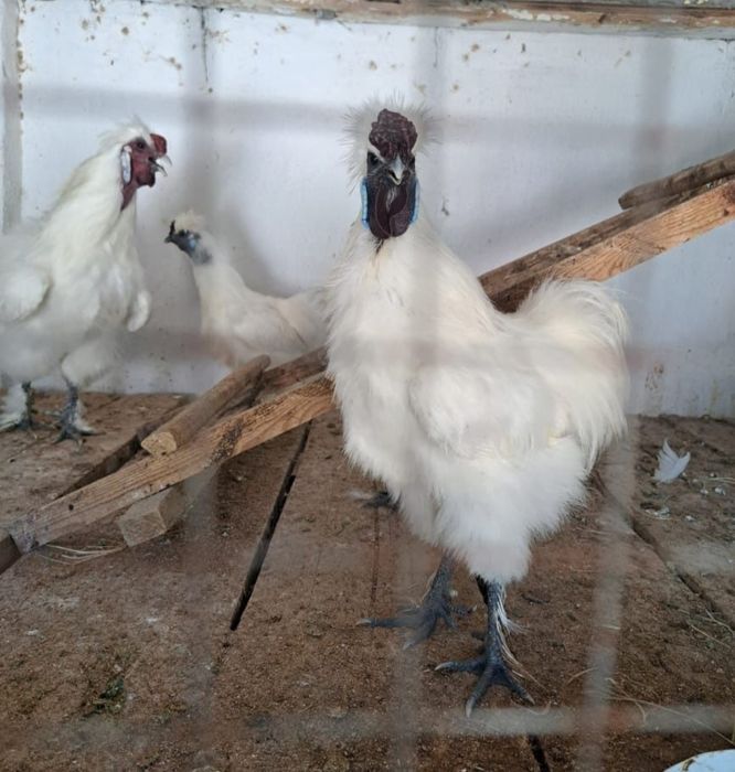 Китайские шелковый куры