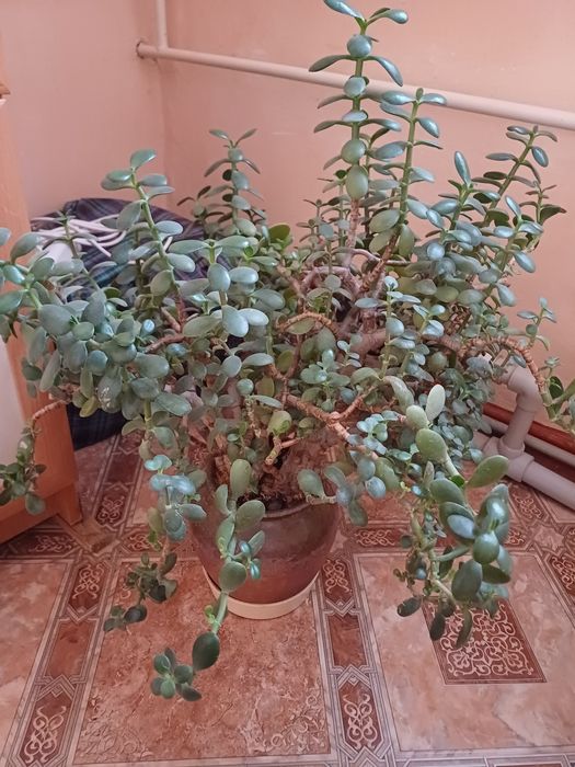 Продам комнатный цветок