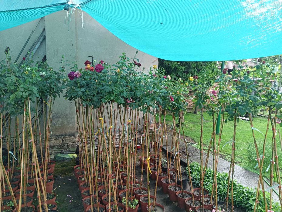 Щамбови рози в контйнери