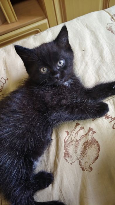 Отдам котят в хорошие руки