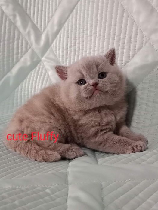 Британские котята