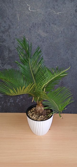 Комнатные растения от 2500