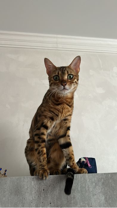 Отдам кошку в хорошие руки