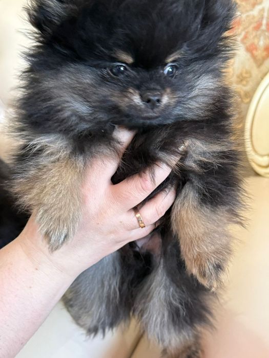 Продаю щенков понеанский щпиц