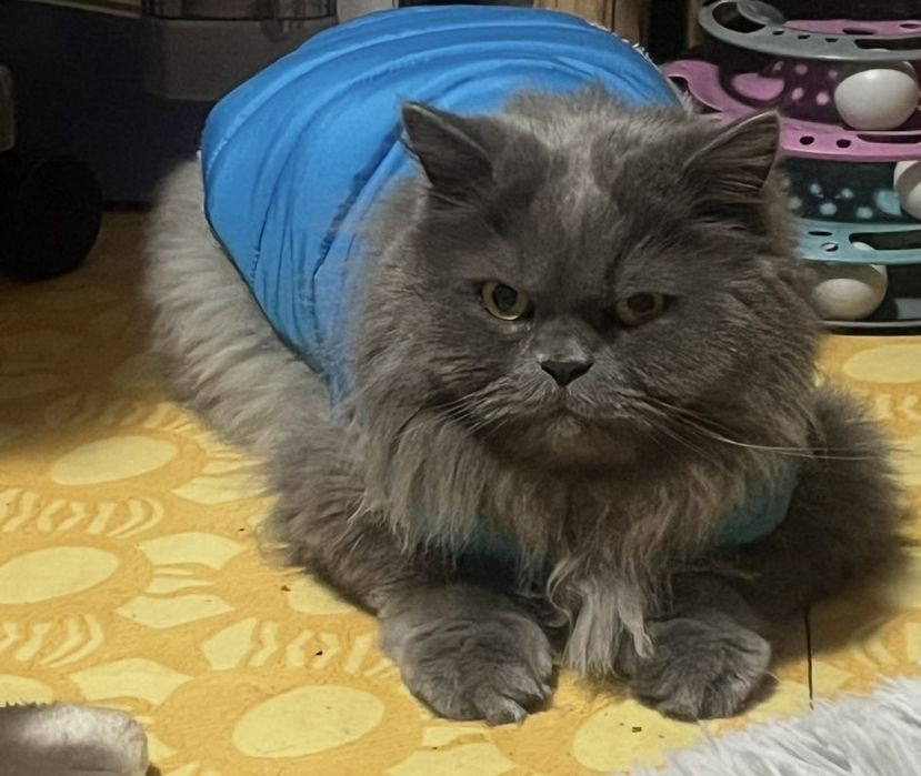 Donez motan-4 ani-British Longhair