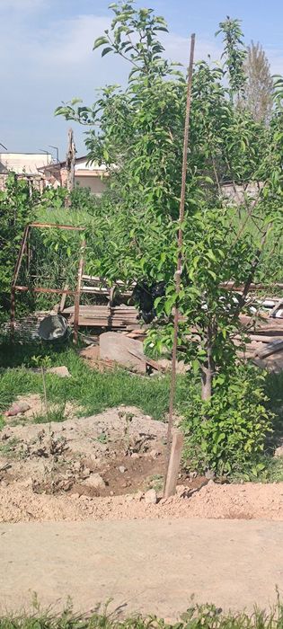 Quruq yer naxt va boʻlib toʻlashga sotiladi manzil Toshkent shahar yan