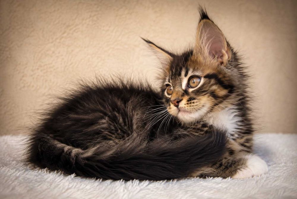 Pisica Maine Coon Regina pădurii Black Tabby (Classic Wild Look de Elită) | Lynx Rune Code