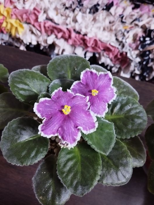 Фиалки разные виды