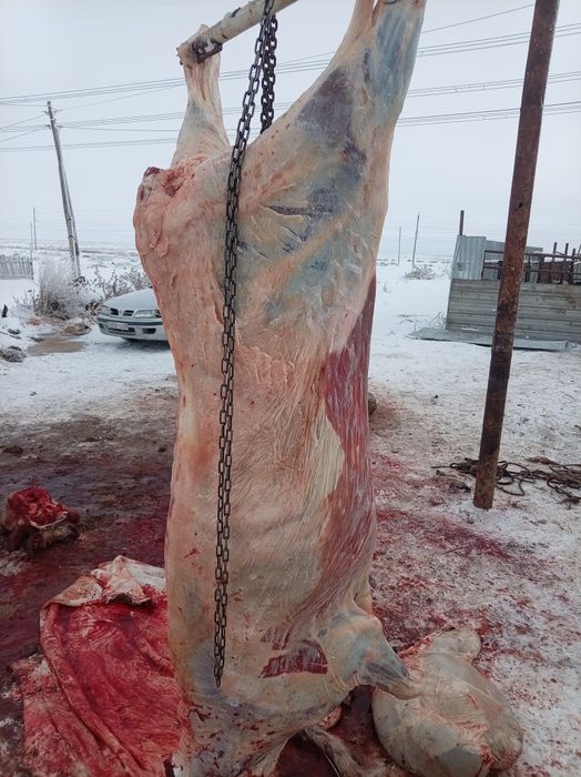 Семіз кунажын донежын