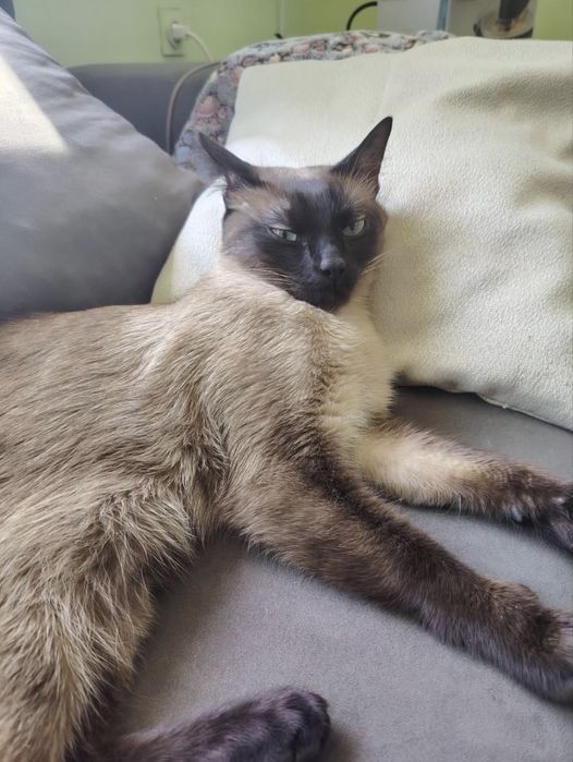 Малко сиамско коте
