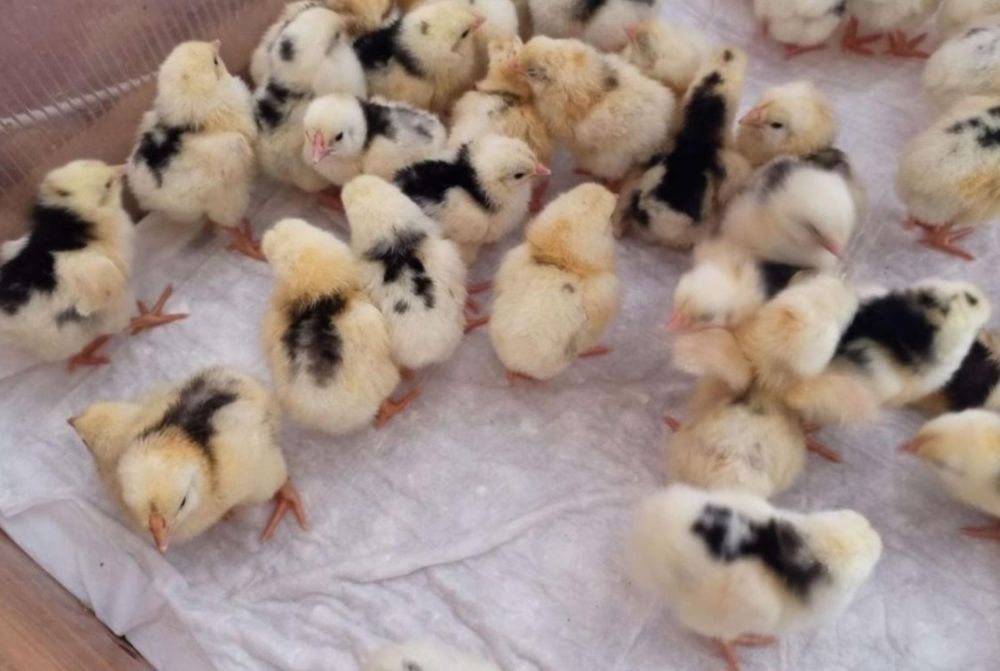 Пушкинские цыплята