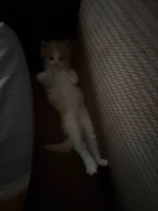 котенок девочка