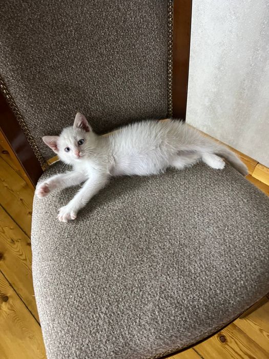 Отдаётся сладкий котёночек