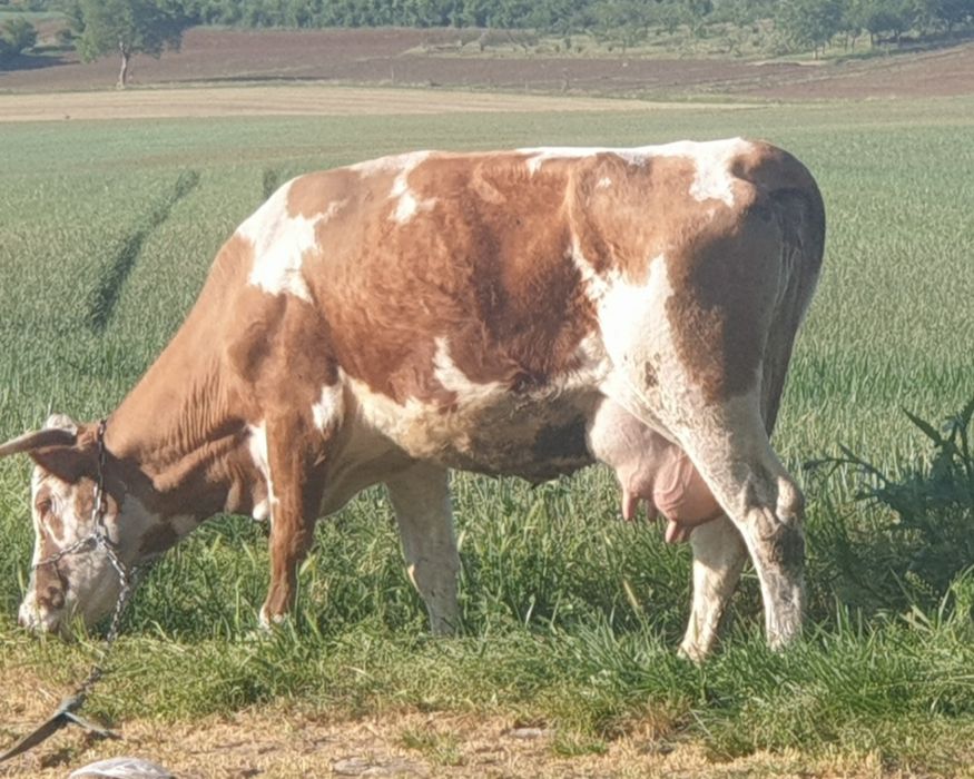 Vand vaca baltata de 5 ani