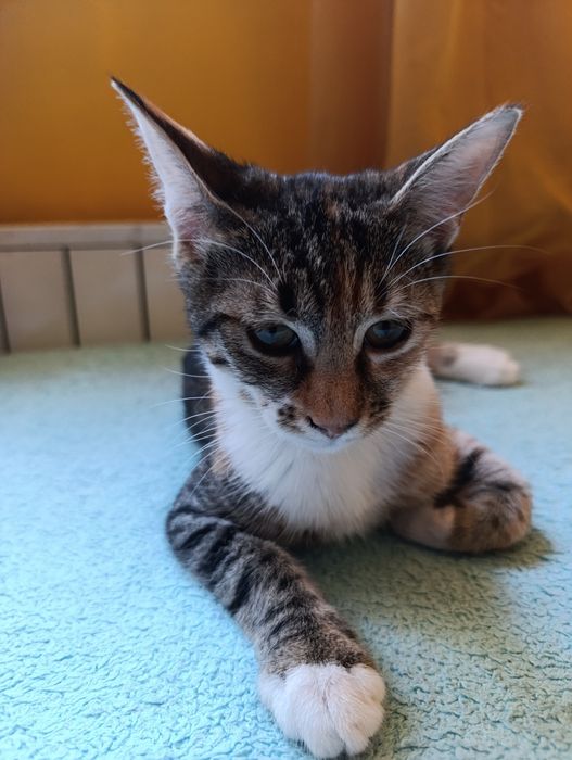 Котенце за осиновяване