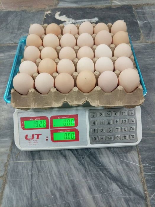 Tuxum optom togri fabrikadan