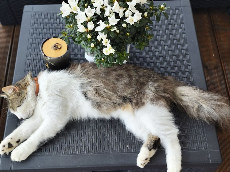 Подарявам котенца на 2 мес.