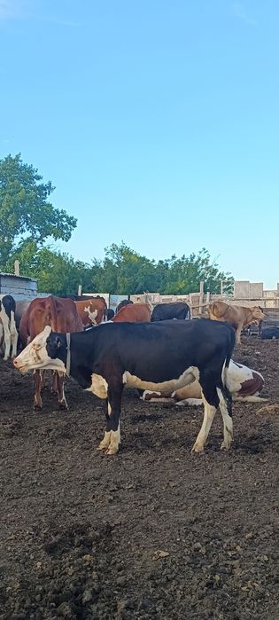 Продам телку (белоголовая)