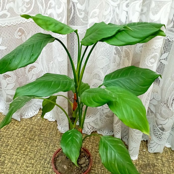 Продам цветы Аглаонема,