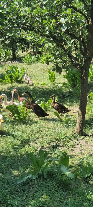 Rate indiene/alergatoare