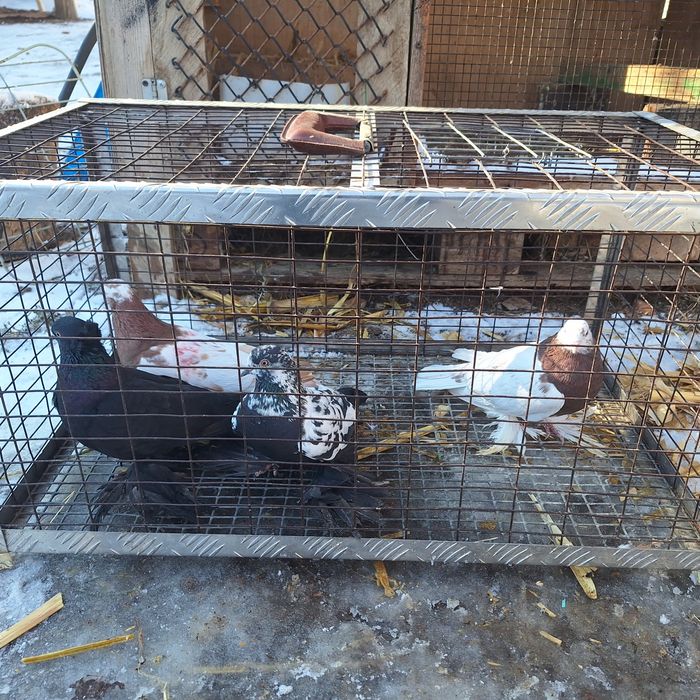 Голуби на продажу