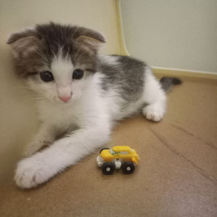 Вислоухие котята 1,5 месяц мальчик и девочка