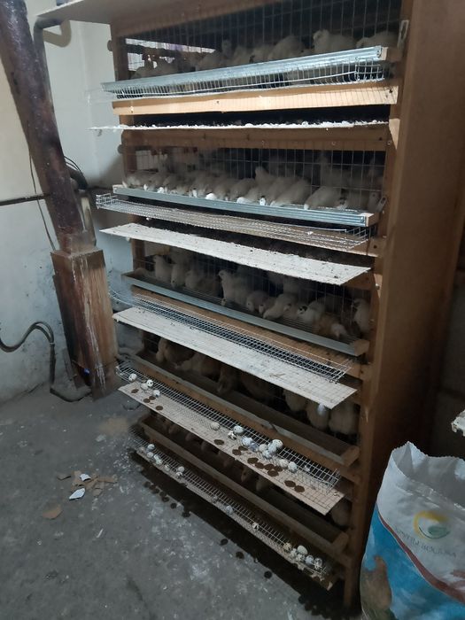 Боденены сатылады