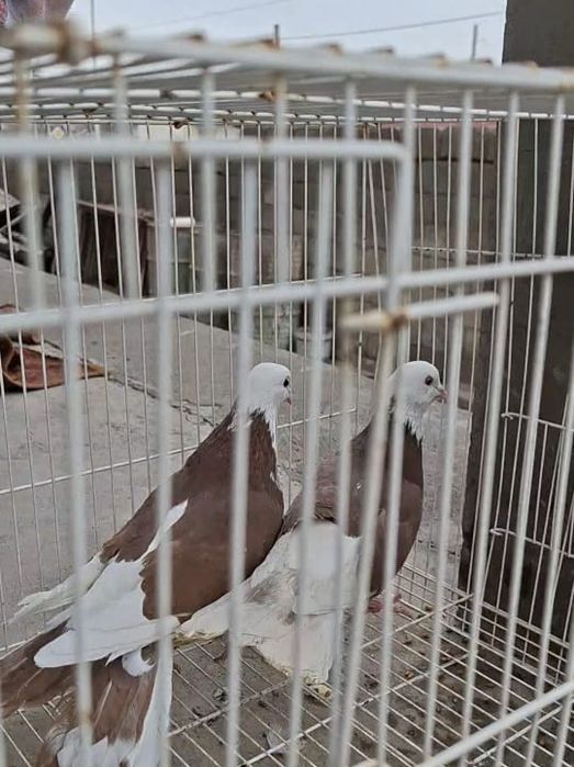 Продам    голуби белыйголовый