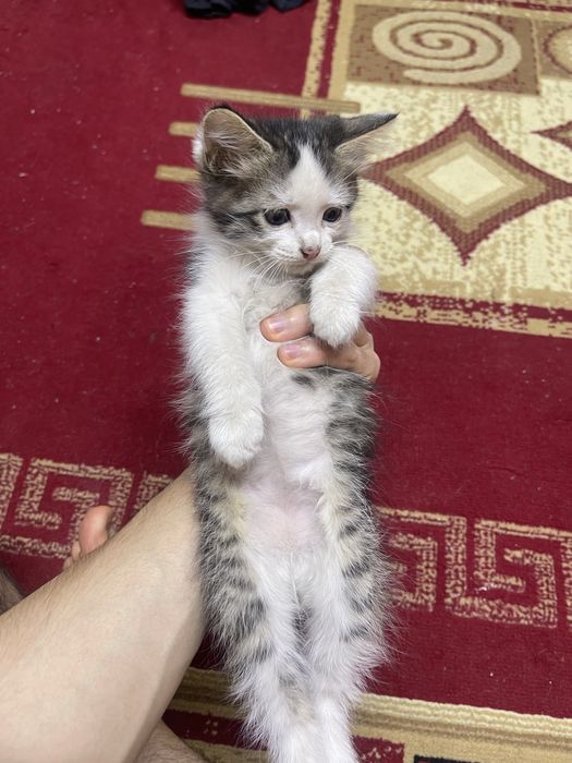Отдам котят бесплатно