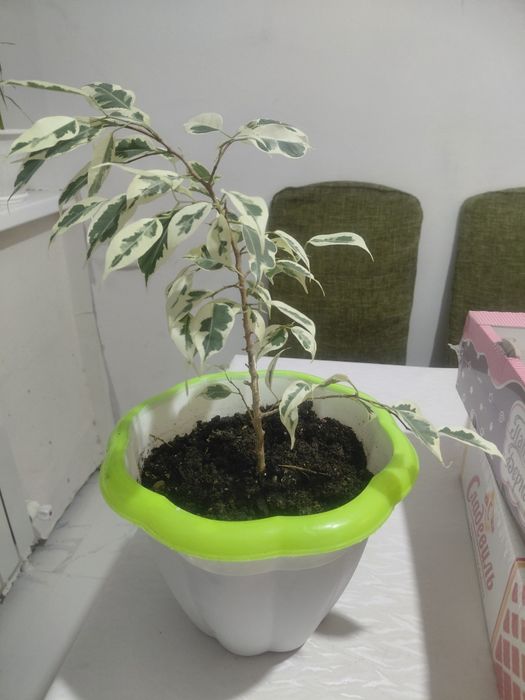 Комнатное растение-Фикус