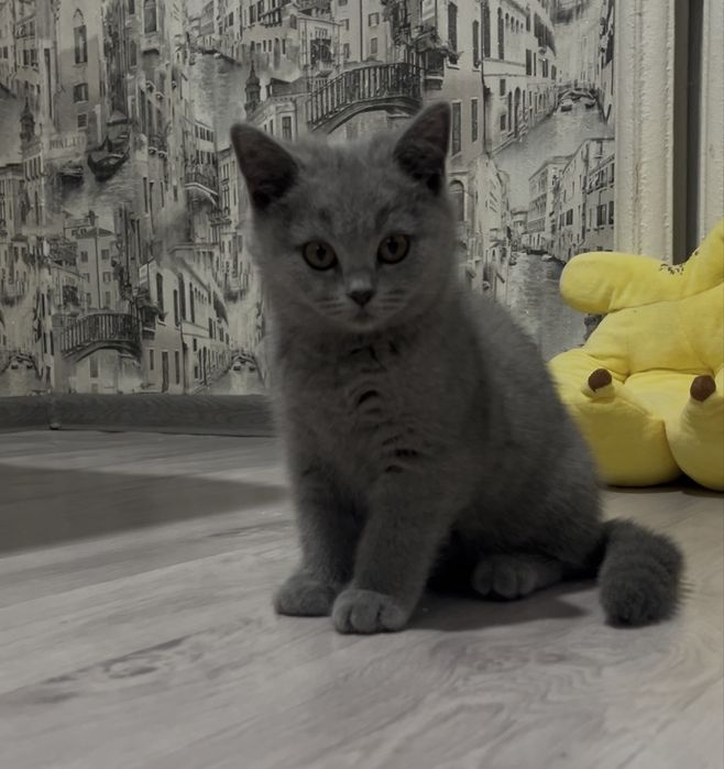 Котята голубые британские