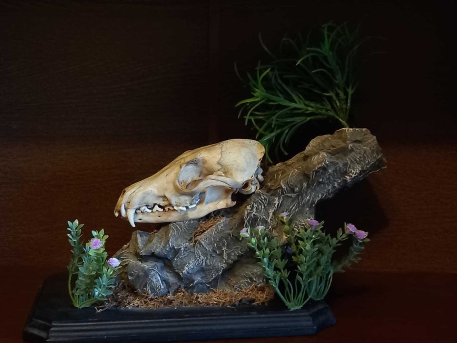 trofeu,trofee,craniu de vulpe cu decor Germania